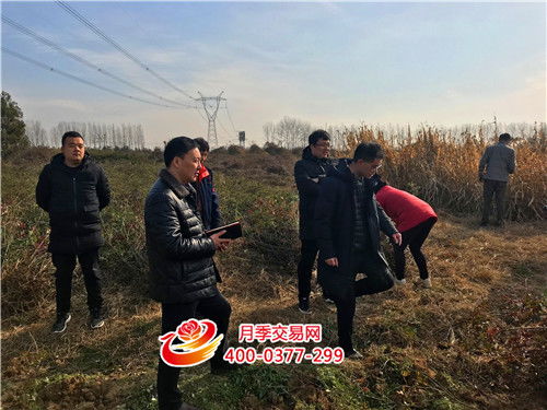 月季苗圃：困境中的逆袭之路