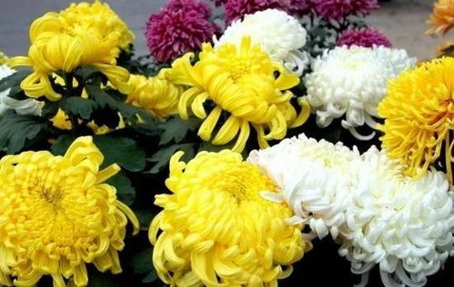 菊花，寓意坚韧与高洁