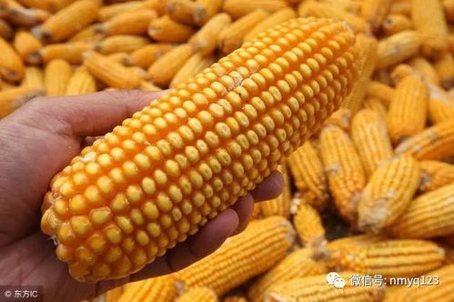 玉米种植增产小妙招，氧乐酮能派上用场吗？