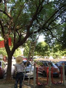 树木生病了不打药怎么办？