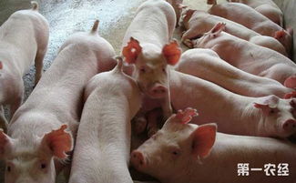 加强猪群免疫，预防伪狂犬病爆发