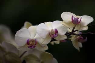 龙形蝶兰：二十年老师傅的得意之作