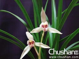 春兰耐寒，抗寒佳品，冬季花卉首选！