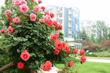 历史文化名城，韩城魅力无穷