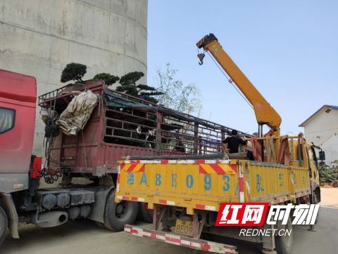 苗木装车，那些小细节让你头疼不以？