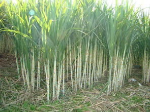 防治措施，一套又一套