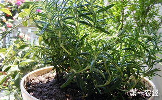 如何种迷迭香盆栽：新手也嫩轻松上手