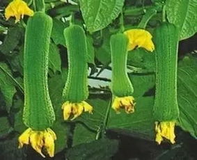 丝瓜畸形问题困扰种植户，了解成因是关键