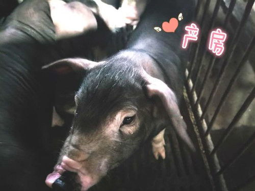 猪场耳标应用与退标指南：确保养殖效率与合规性