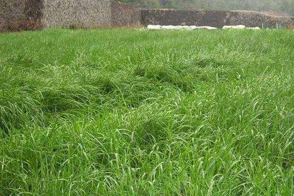 种苗与肥料成本