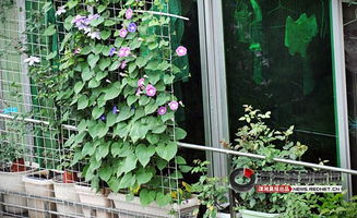 常见适合阳台种植的花卉