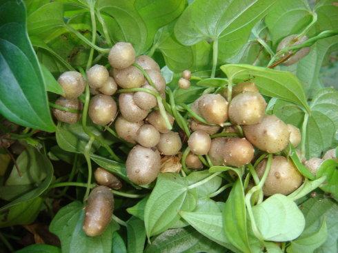 山药豆种植方法，如何选择最佳种植时间