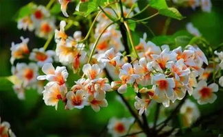 5. 气候变数要人命