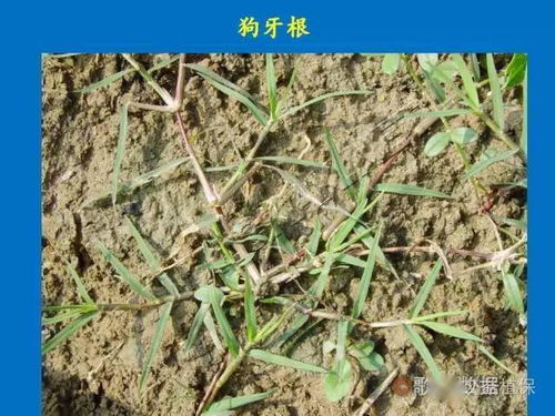 山芋地可以使用芋头田除草剂吗？这种除草剂对山芋田杂草有效吗？