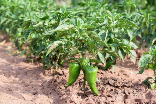 肥料选择：啥肥Zui好？