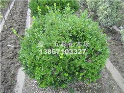 瓜子黄杨的生长速度慢， 野生资源稀缺