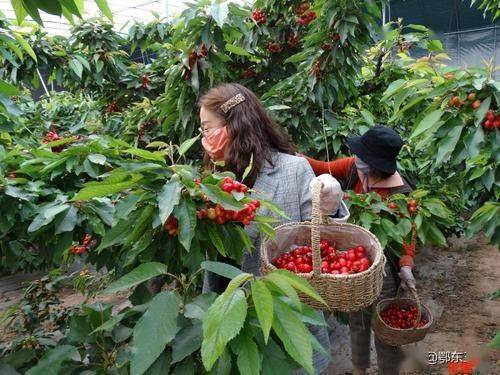 梓树种子与处理方法