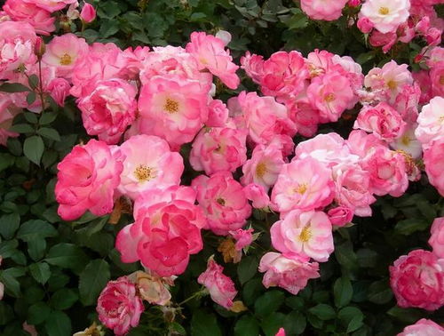 3、 藤本樱霞月季：生性强健，适应能力强