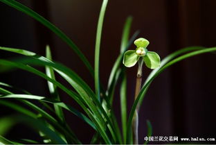 激素促芽，兰花新芽的秘密武器