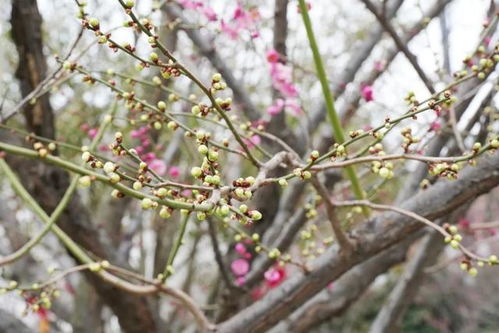 蔷薇科的奥秘：花的世界， 美的盛宴