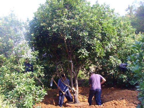 台梅杨梅品种怎么样？