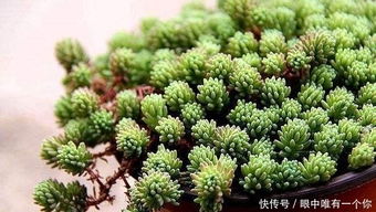 球藻养殖攻略：轻松培育，打造家居绿意爆款！