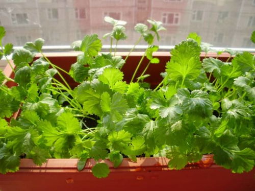 耐寒蔬菜， 冬天里的“小勇士”