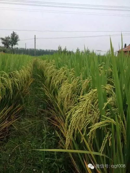 乙草胺能和哪些除草剂混用？草铵膦除草剂能否用于西瓜大棚除草？