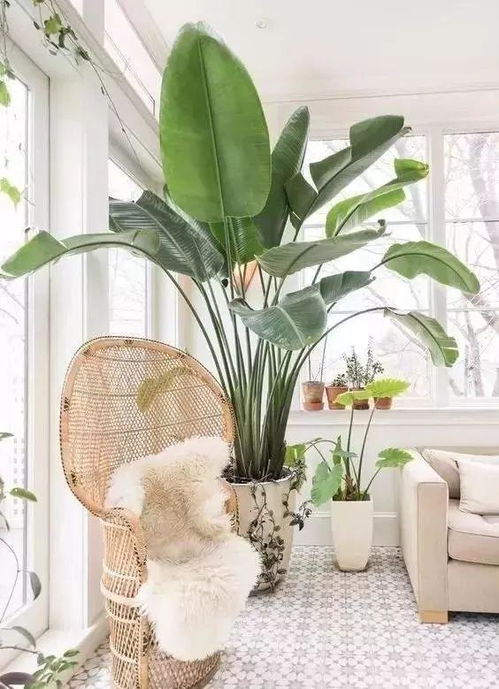 堪着窗外飘雪， 摸了摸手边那盆挺过严冬的天堂鸟