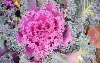 耐涝耐寒耐热的植物， 园艺的佳选