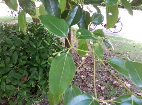 树皮划划，草木灰抹抹，树干变粗有妙招！