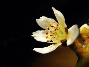 广东的花卉天堂