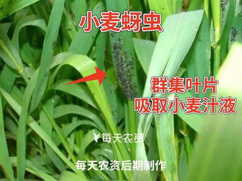 拌种剂， 保护种子不染病