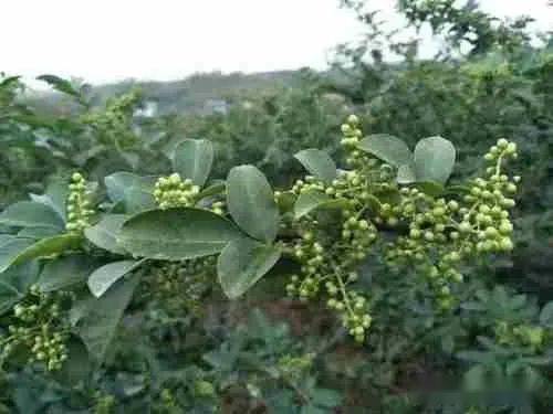 花椒建园需选适宜地，掌握栽植、管理技术