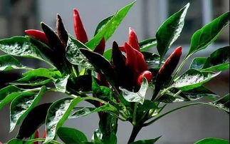 奇卡门廊：热情奔放的红色