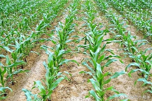 除草剂喷施时期要清楚