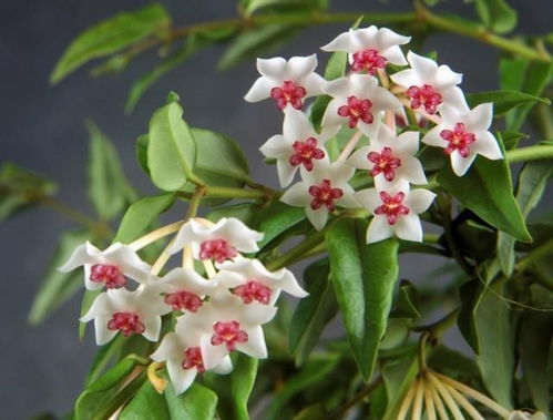 以球兰开花（球兰盛放）时