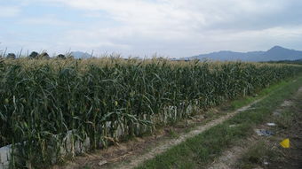 广东花卉生存指南