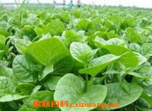 越冬蔬菜的选择：耐寒与美味的结合