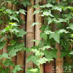 夏天种植常春藤的小窍门