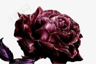 暗夜中的独特存在