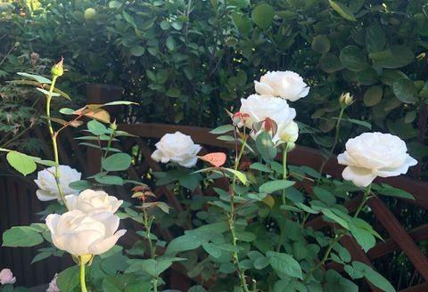 月季养护秘籍：5招月月开花