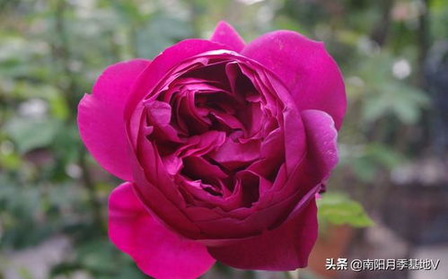 朱丽叶月季：浪漫香槟色， 复花性好