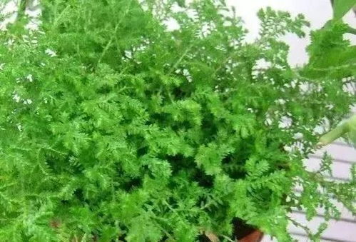 不死草卷柏如何通过科学养殖方法提高存活率