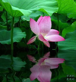 济南市花双莲之谜？