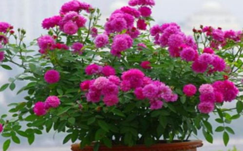 北方的花事：耐寒花卉的多样选择