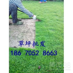 马尼拉草坪夏季发黄的原因大揭秘