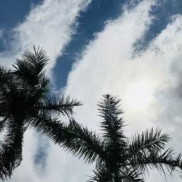 风的交响曲，自然的韵律