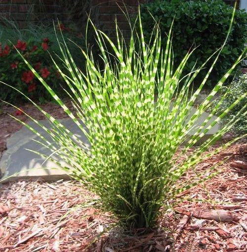 芒草，秋天的诗篇