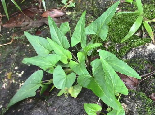 农药喷洒的疑惑